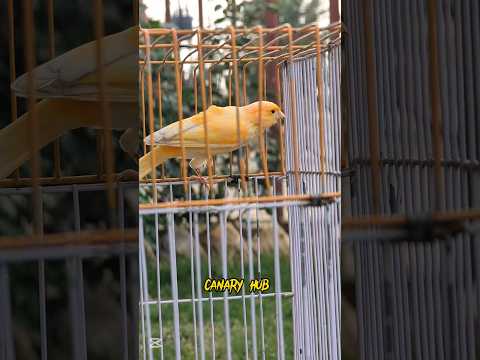 The ultimate canary singing video from a legend - Powerful training song CANARY HUB