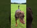 Fetch Ruby