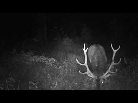 Sur les terres de Bourgogne Episode 4 #animauxsauvages #deer #cerf #trailcam