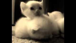 Cute little kittens get to sleep