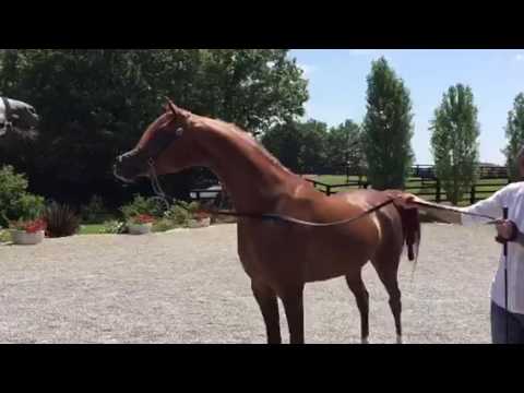 FALAH AL SHAQAB. FADI AL SHAQAB x JOSEPH JUST EMOTION. 2013 Chestnu