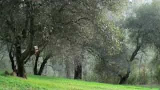 Let me sing your Blues away