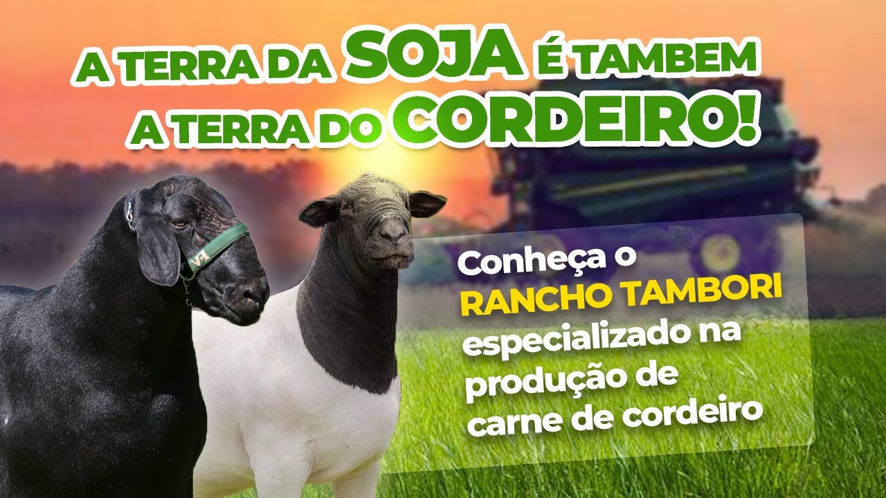 Conheça o Rancho Tambori Especializado na Produção de Carne de Cordeiro