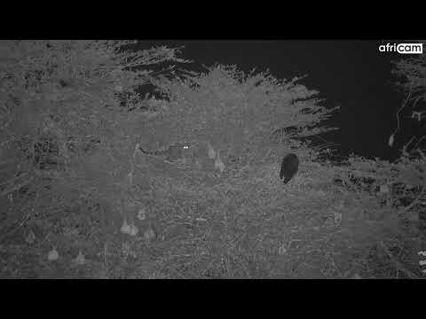 Hunting Genet at Tembe.