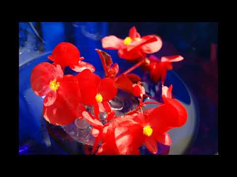 Irina Kirilenko, Allegretto con moto