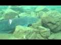 Picture taken during the dive