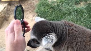 preview picture of video 'Lemur playing with a mirror'