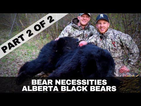 Alberta Black Bears - Part 2 Bear Necessities