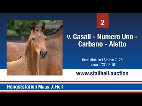 1. Online Fohlenauktion - Nr. 2 Casall x Numero Uno