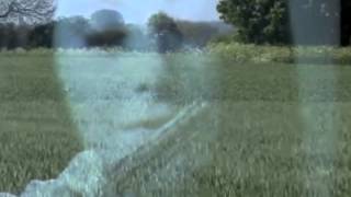 Momus: Life of the Fields