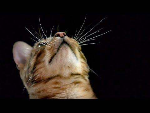 Eh, Why Are Cats Just So Good At This Shit? (Slow-Motion)