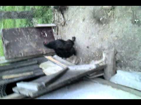 Uioara de sus str.Magurii