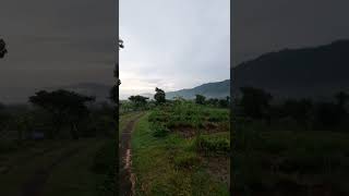 Download lagu Pagi dunia, bangun tidur liatin sawah dan gunung hijau seger #statuswa #shorts #desaku #gunung mp3 Download lagu Pagi dunia, bangun tidur liatin sawah dan gunung hijau seger #statuswa #shorts #desaku #gunung mp3