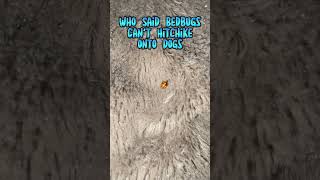 Poor Dog Slept With These!....😔 #dogshorts #dogs #bedroom