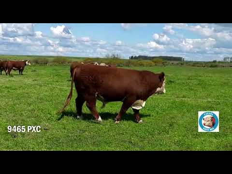 Toro Polled Hereford RP 9465