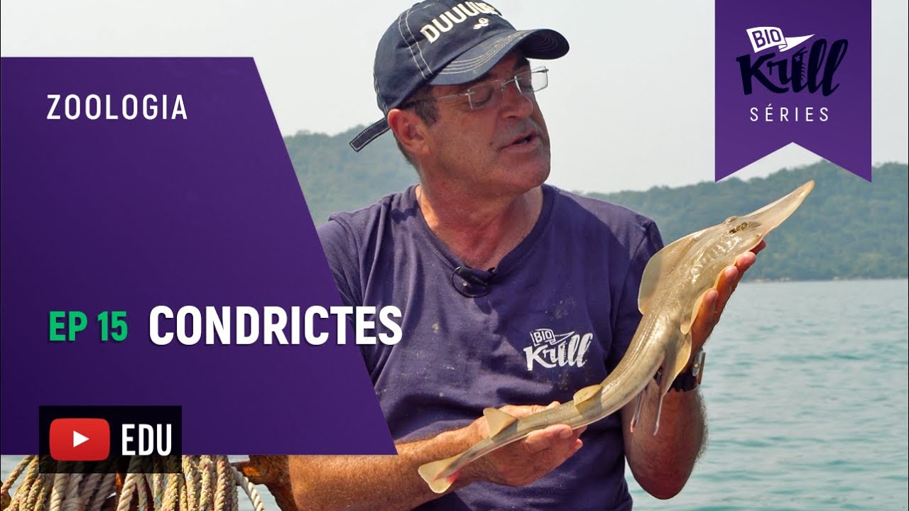 Peixes Cartilaginosos (Zoologia - EP15) I Biokrill Séries