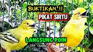 Download lagu PIKAT SIRTU PALING AMPUH LANGSUNG TURUN HANYA SEKALI PUTAR BUKTIKAN!! @srfchannel3881 mp3 Download lagu PIKAT SIRTU PALING AMPUH LANGSUNG TURUN HANYA SEKALI PUTAR BUKTIKAN!! @srfchannel3881 mp3