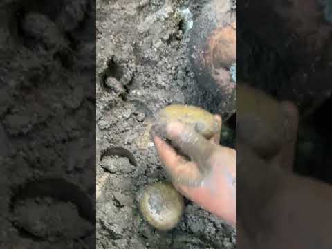 $67 million Worth? #gem #gemstone #gemstones #gemstone #gems #preciousgem #crystal