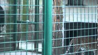 preview picture of video 'Tierpark Hamm erhält Anfang 2011 einen Ceylon-Leopard'