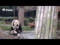 Panda kouluttaa pandaa