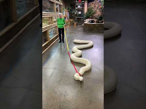 20ft Snake Vs. Granny | Ross Smith