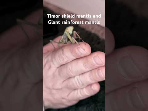 Timor shield mantis (Rhombodera Kirby) & Giant rainforest mantis (Hierodula Majuscula)