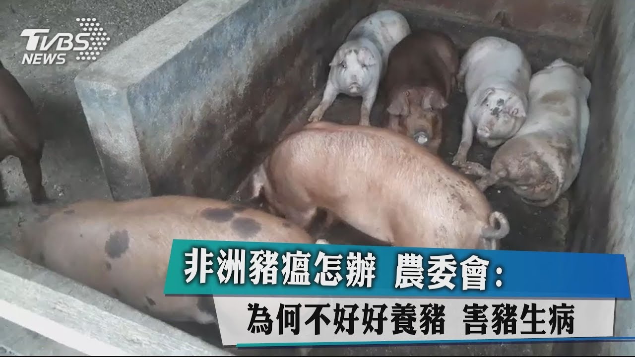 非洲豬瘟怎辦 農委會:為何不好好養豬害豬生病