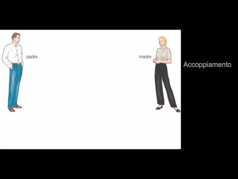 La riproduzione umana. Scienze facili (byAP)