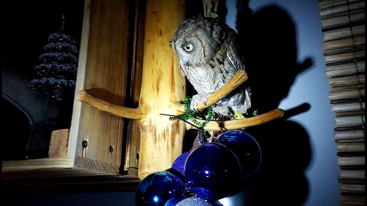 Сплюшка Ыть и ночная охота.