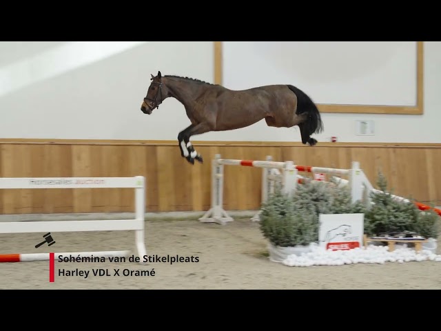 Sohémina van de Stikelpleats