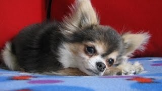 Dog Heart Attack - Chihuahua with congestive heart failure
