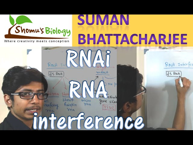 RNAi mechanism | RNA interference pathway using siRNA and shRNA