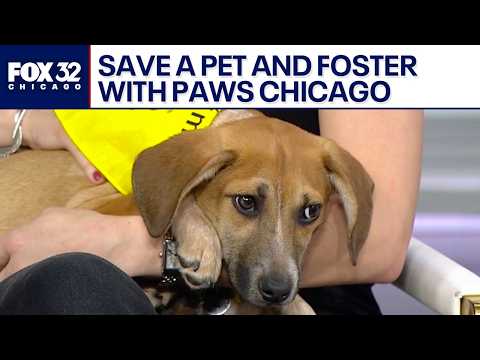 Score a puppy touchdown with Eli - YouTube