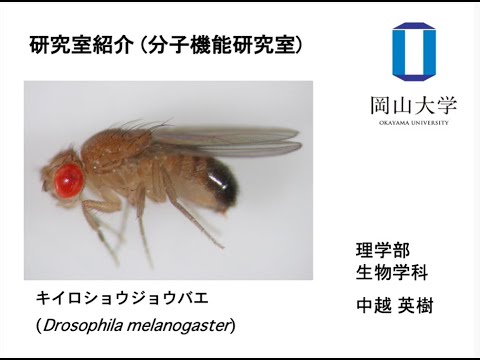 理学部生物学科分子機能研究室研究紹介（妊性制御）