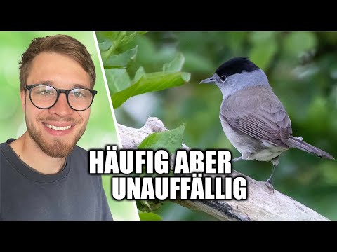 Geheimnisvolle Welt der Mönchsgrasmücke