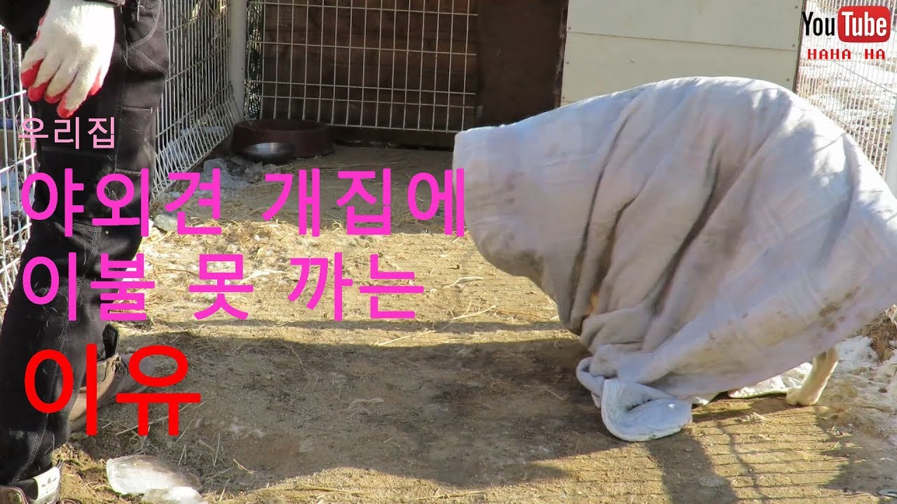 야외견 개집에 이불 못 까는 이유