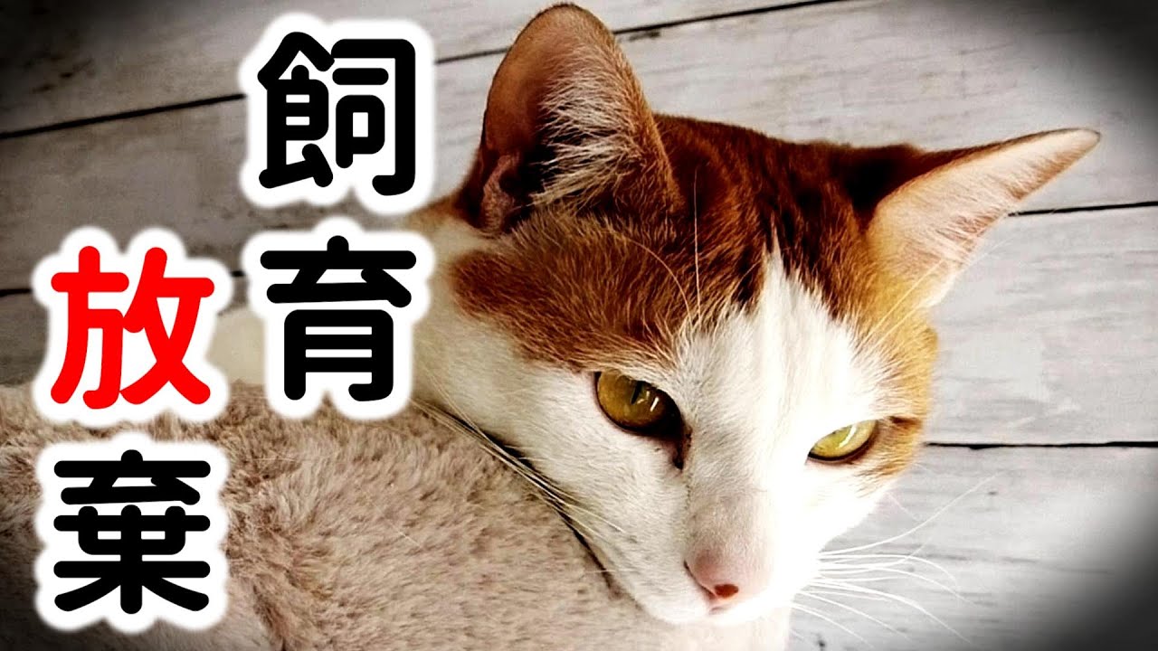 【多頭飼育崩壊】猫25匹虐待、119匹の死骸の事件について思うこと