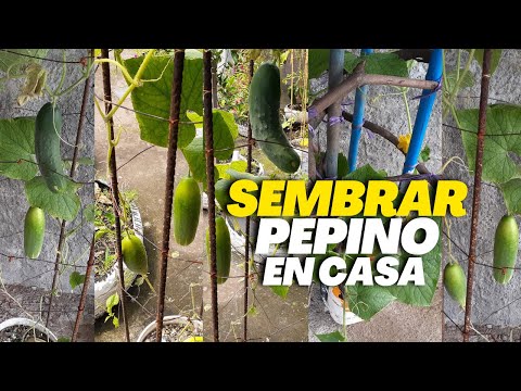, title : 'Como SEMBRAR PEPINOS en CASA Paso a Paso | Cultivar Pepino de manera orgánica desde casa'