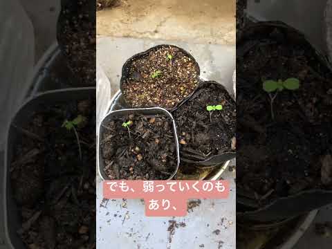 イラクサとトマトの植え付け: イラクサの葉を植え穴に入れるのはなぜですか?  庭園