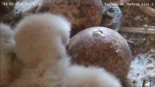 Birth of the 4th falcon