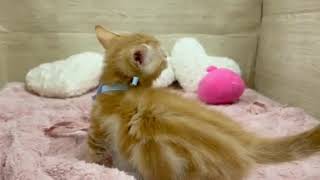 マンチカンの動画01