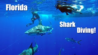 Florida Shark Diving - Cage less free swimming with Bull Sharks in Jupiter FL!