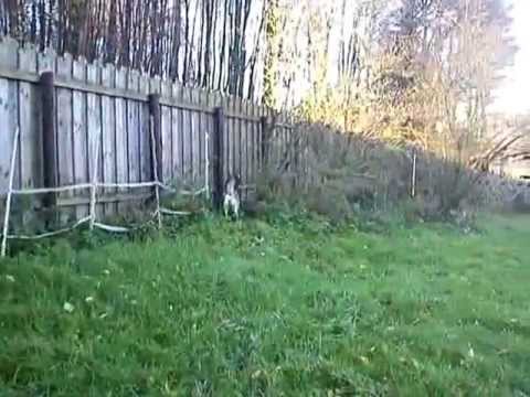 22.11.12 Dobby: Rasante Verfolgung mit Husky, dann ab ca. "7. Video-Minute" mit Jamie