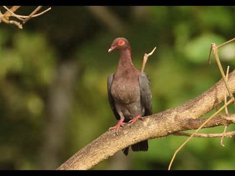 Birding El Yunque