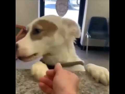 Shelter dog with a huge smile after being adopted.. 🥹 #dogshorts #animalshorts