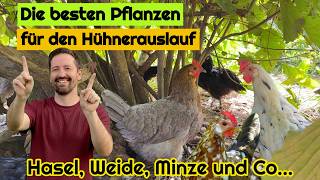 Hühnerhaltung: Die 10 besten, heimische Pflanzen für die Bepflanzung von Hühnerauslauf und Gehege