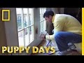The Bell Training Technique Puppy Days