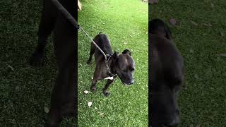Video preview image #1 Mutt Puppy For Sale in Pasadena, CA, USA