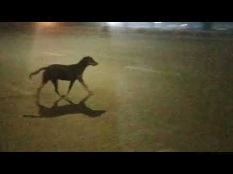 Black dog | 7 November 2025