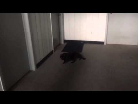 Glynis Dumped Her Cat